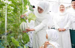 Gubernur Khofifah Ajak Cucu Tanam Dan Panen Golden Melon di Green House Masjid Al Akbar Usai Sholat Iedul Adha
