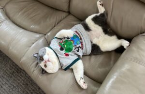 Kisah Ecan, Kucing Yang Sukses Dapat Cuan Dari Shopee Affiliate Program Kisah Ecan, Kucing Yang Sukses Dapat Cuan Dari Shopee Affiliate Program