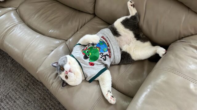 Kisah Ecan, Kucing Yang Sukses Dapat Cuan Dari Shopee Affiliate Program