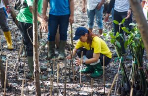 ASCOTT East Java Tanam Seribu Pohon Mangrove di Ekowisata Mangrove Wonorejo Surabaya